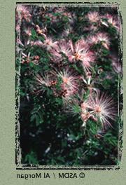 Photo of Fairy Duster by Al Morgan